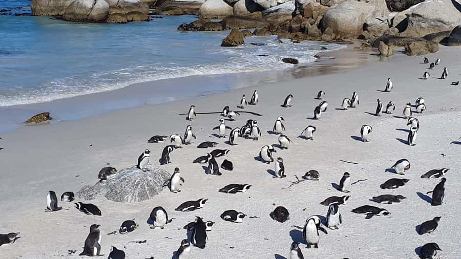 Cape Town: Seal Island, Cape of Good Hope& Penguins Private - Hout Bay and the optional Seal Island cruise