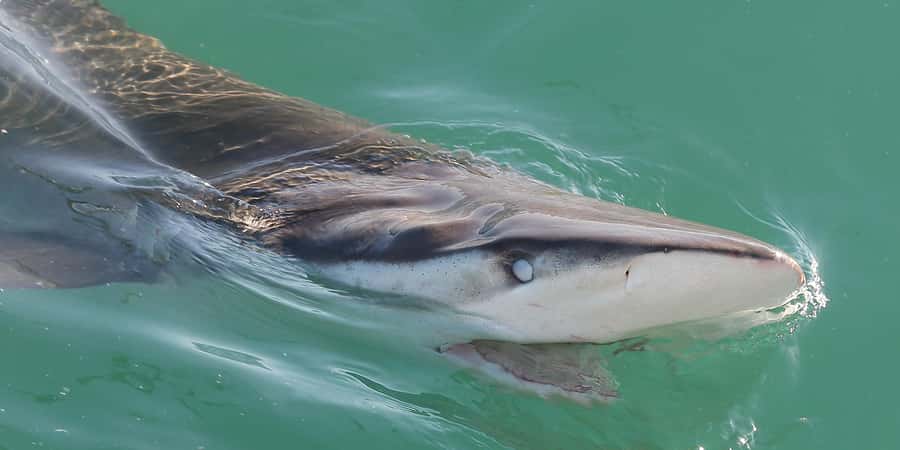 Cape Town: Shark Cage Dive - Key things to know before booking