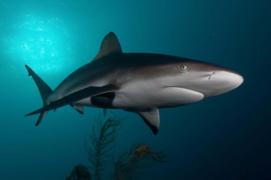 Cape Town: Shark Cage Dive - Why False Bay makes this more than a shark encounter