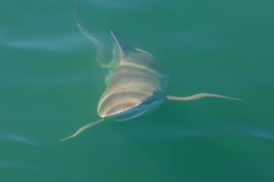 Cape Town: Shark Cage Dive - Seal Island and the wider marine safari