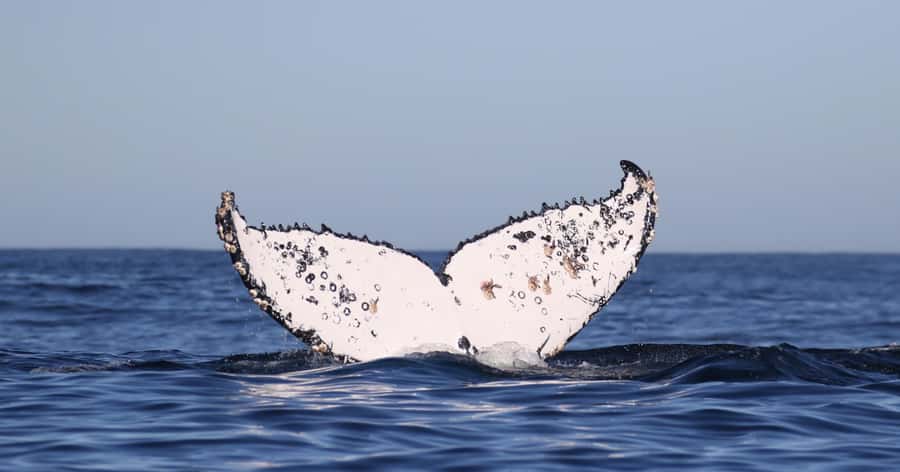 Cape Town: Shark Cage Dive - The cage, the briefing, and your time in the water