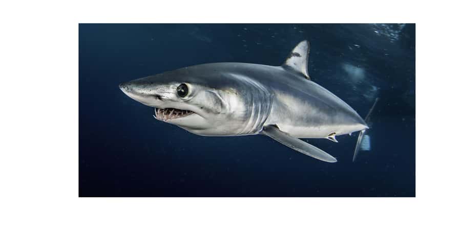 Cape Town: Shark Cage Dive - The crew and the tone on board