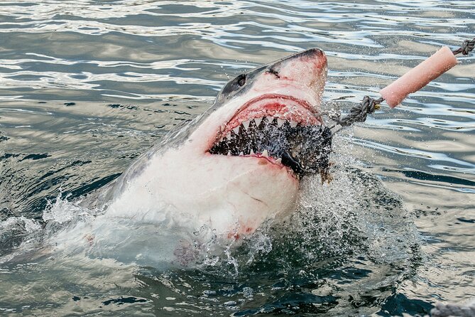 Cape Town: Shark Cage Diving & Penguins Tour to Gansbaai with private transfers - Key Things to Know Before You Book