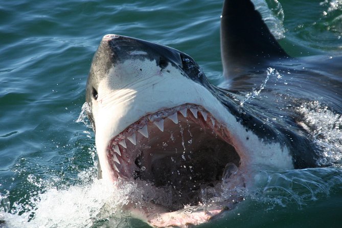 Cape Town: Shark Cage Diving & Penguins Tour to Gansbaai with private transfers - The Cage Experience on the Water