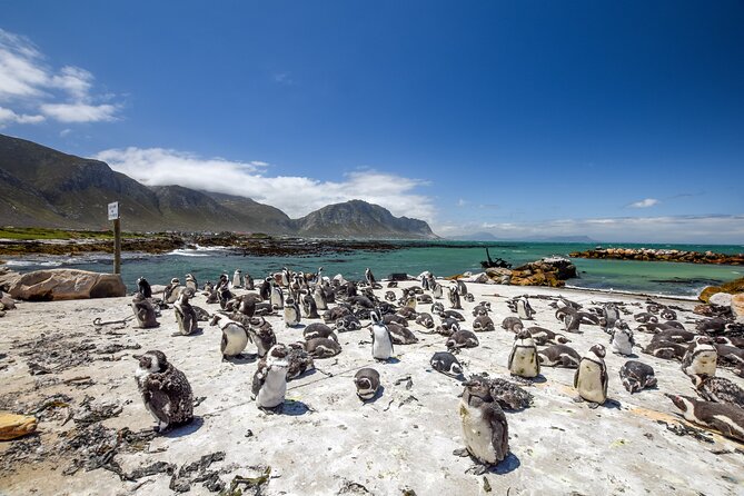 Cape Town: Shark Cage Diving & Penguins Tour to Gansbaai with private transfers - Stony Point Penguin Colony: A Useful Second Stop
