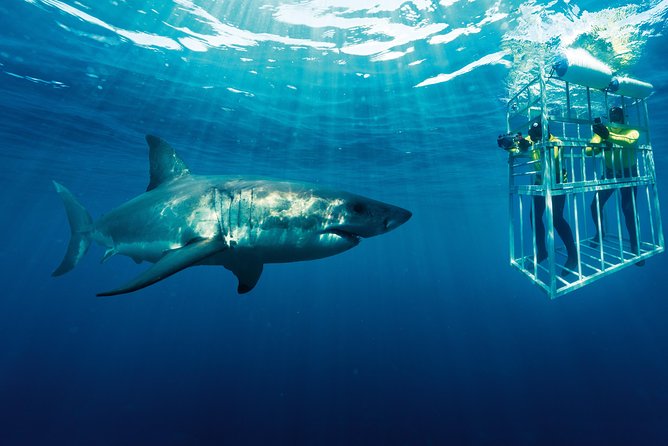 Cape Town: Shark Cage Diving & Penguins Tour to Gansbaai with private transfers - What the Private Transfer Really Adds