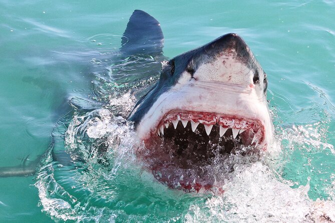 Cape Town: Shark Cage Diving & Penguins Tour to Gansbaai with private transfers - Who Should Book This Experience