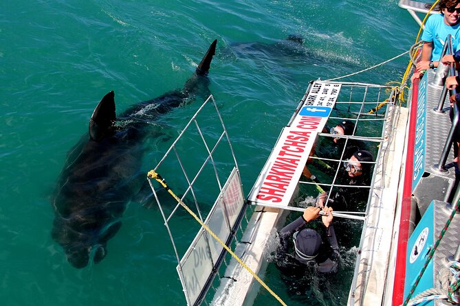 Cape Town: Shark Cage Diving & Penguins Tour to Gansbaai with private transfers - Arriving in Gansbaai and Getting the Briefing