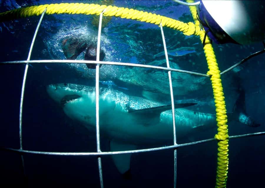 Cape Town: Shark Cage Diving Tour (with Breakfast & Lunch) - The long road from Cape Town to Gansbaai