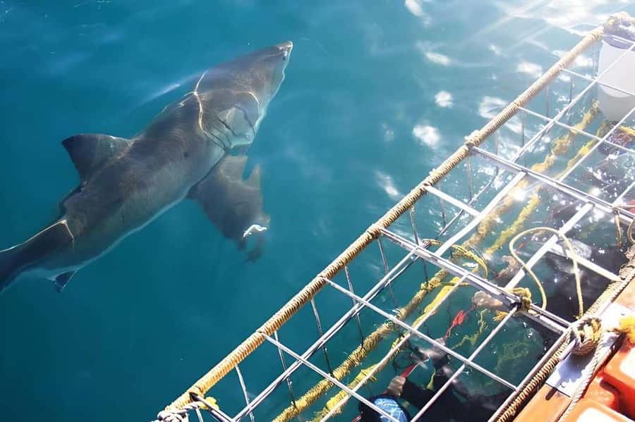 Cape Town: Shark Cage Diving Tour (with Breakfast & Lunch) - Shark Alley and the wider marine show