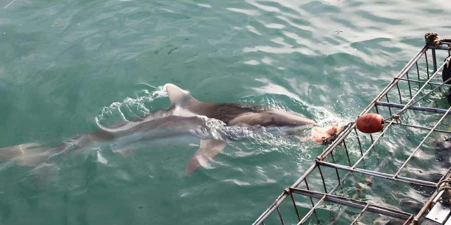 Cape Town: Shark Cage Diving Tour (with Breakfast & Lunch) - What the $278 price really covers