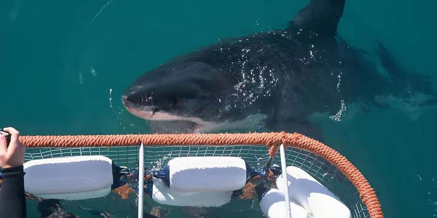 Cape Town: Shark Cage Diving Tour (with Breakfast & Lunch) - Booking flexibility and practical planning