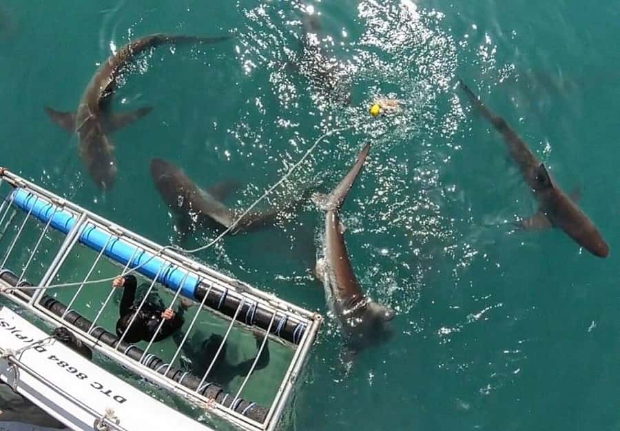 Cape Town: Shark Cage Diving Tour (with Breakfast & Lunch) - Breakfast in Gansbaai before the boat trip