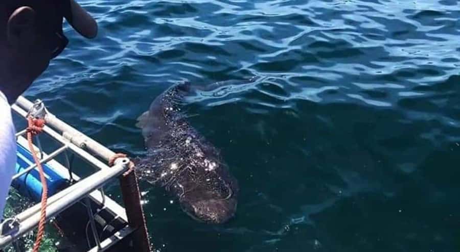 Cape Town: Shark Cage Diving with Snacks and Soft Drinks - Who will enjoy this most?