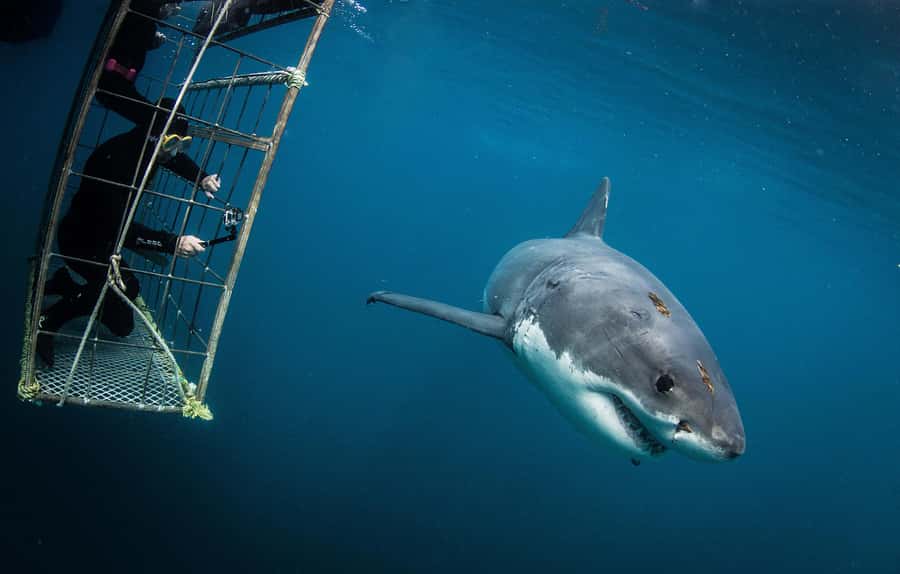 Cape Town: Shark Cage Diving with Snacks and Soft Drinks - Meeting in central Cape Town at 62 St George’s Street