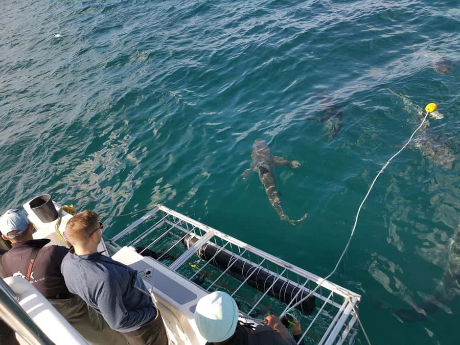 Cape Town: Shark Cage Diving with Snacks and Soft Drinks - The partial-submersion cage experience
