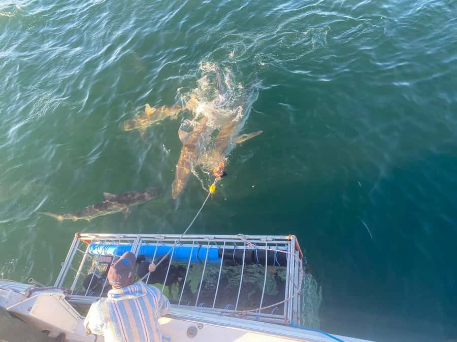 Cape Town: Shark Cage Diving with Snacks and Soft Drinks - Warm layers, food, and the return trip