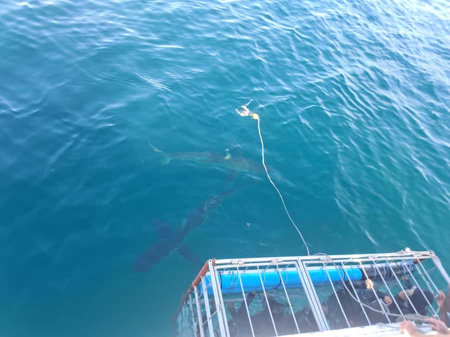 Cape Town: Shark Cage Diving with Snacks and Soft Drinks - Is $233 a fair price?