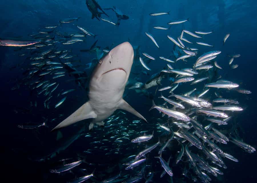 Cape Town: Shark Cage Diving with Snacks and Soft Drinks - Conditions, comfort, and practical preparation