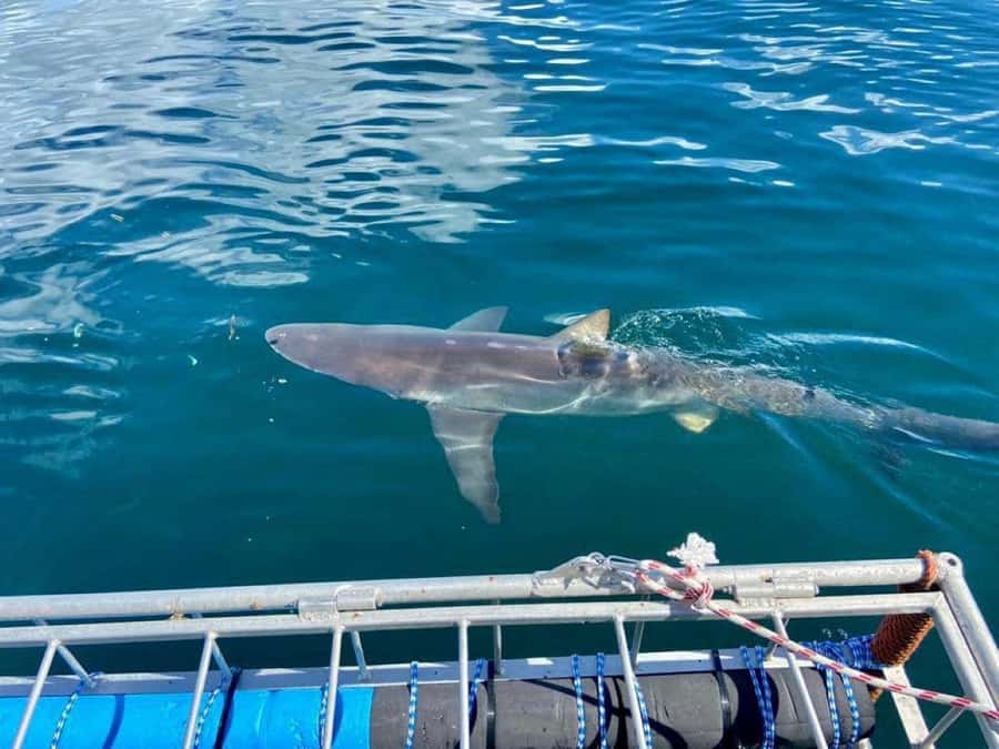Cape Town: Shark Cage Diving with Snacks and Soft Drinks - The boat ride across False Bay