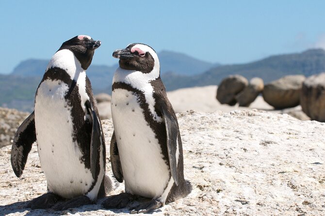 Cape Town Shore Tour: Table Mountain, Penguin & Cape Point - Bo-Kaap: Color and Cape Malay Culture