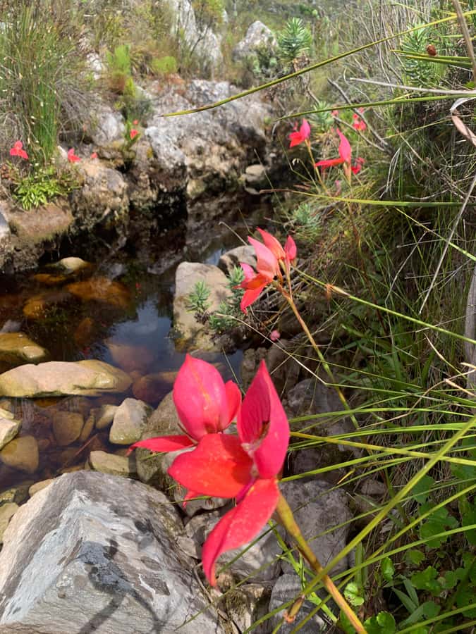 Cape Town: Skeleton Gorge Hike to Table Mountain Summit - Skeleton Gorge: forest shade and a serious first climb