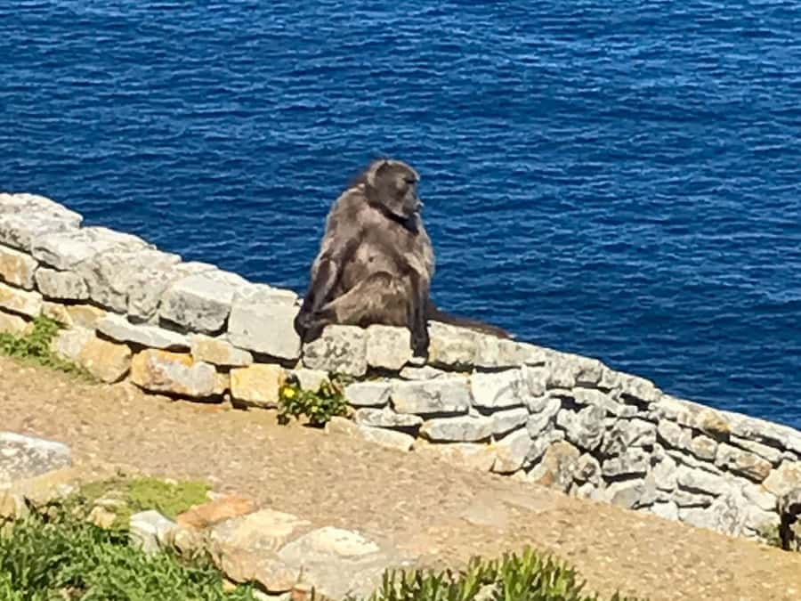 Cape Town: Some Attractions of the Cape (private & exclusiv) - Boulders is the day’s most charming stop