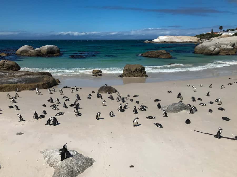 Cape Town: Some Attractions of the Cape (private & exclusiv) - Timing, pickup, and physical demands
