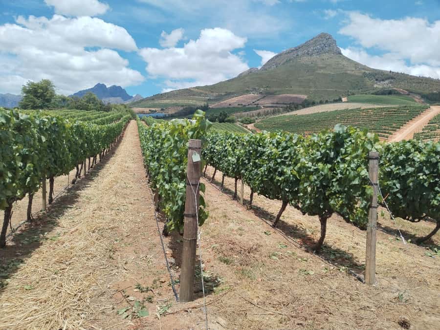 Cape Town: Stellenbosch, Franschhoek, Wine Tasting and Tram - Why this day trip works for first-time Cape visitors
