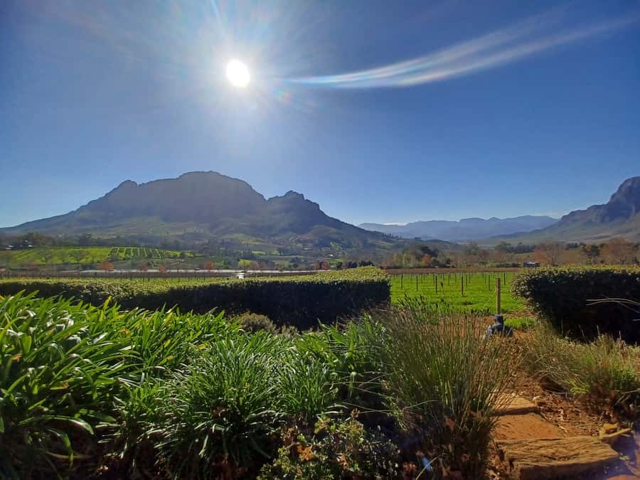 Cape Town: Stellenbosch Wine Half-Day Tour - Why this half-day tour works from Cape Town