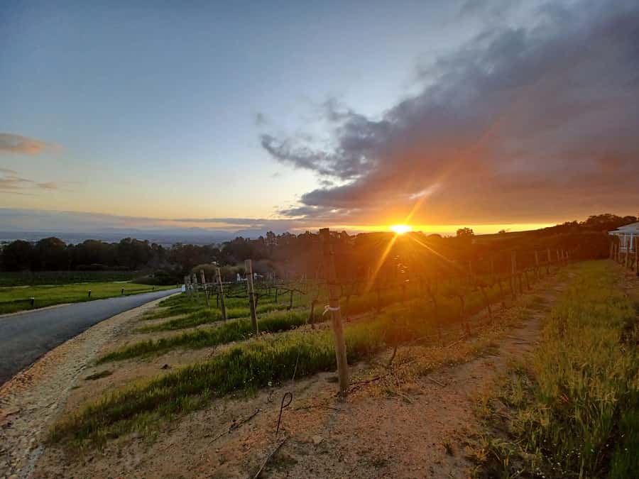 Cape Town: Stellenbosch Wine Half-Day Tour - Stellenbosch and its old Cape Dutch character