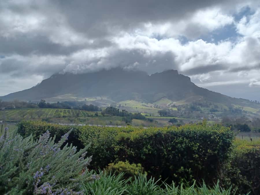 Cape Town: Stellenbosch Wine Half-Day Tour - Transport, timing, and what to bring