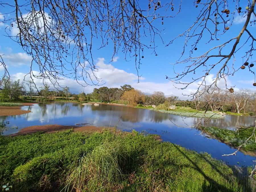 Cape Town: Stellenbosch Wine Half-Day Tour - The drive east through Cape Town’s townships