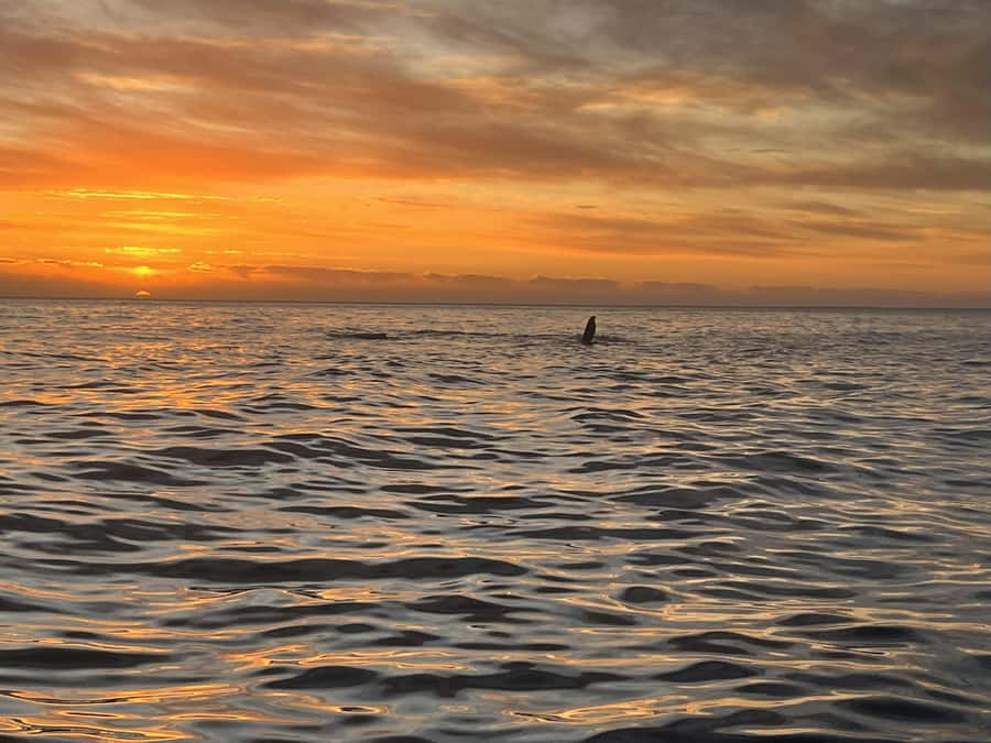 Cape Town: Sunset Cruise from V&A Waterfront with Bubbly - Why this short sailing trip works so well