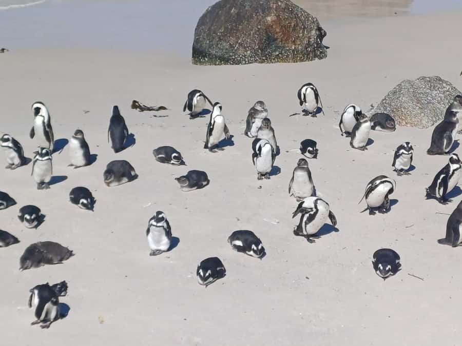 Cape Town: Sunset Penguins & Cape of Good Hope Half-Day Tour - Muizenberg and St. James: colorful first stops