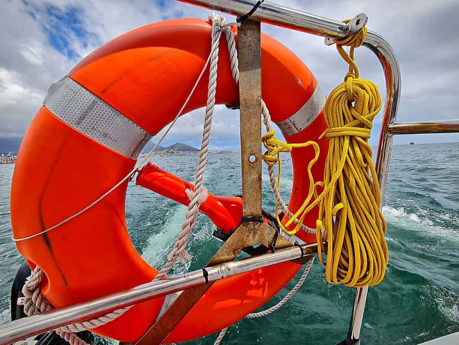 Cape Town: Table Bay Cruise by Catamaran - Watching for seals, dolphins, and penguins