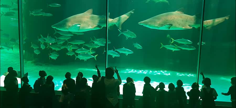 Cape Town: Table Mountain and Robben Island Tour - Why this full-day pairing works