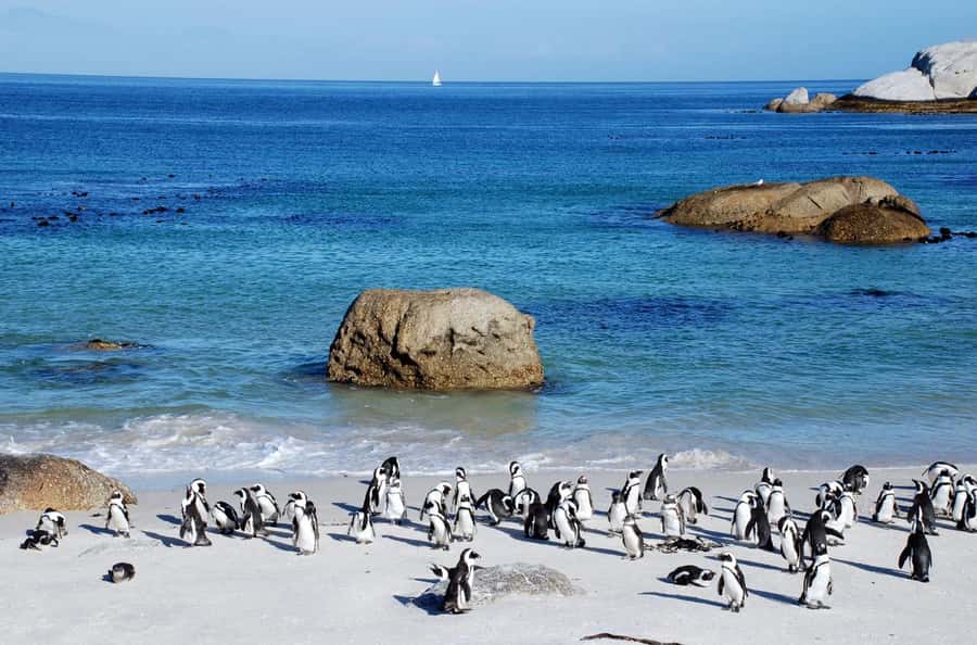 Cape Town: Table Mountain & Cape of Good Hope Full-Day Tour - Boulders Beach brings the wildlife close