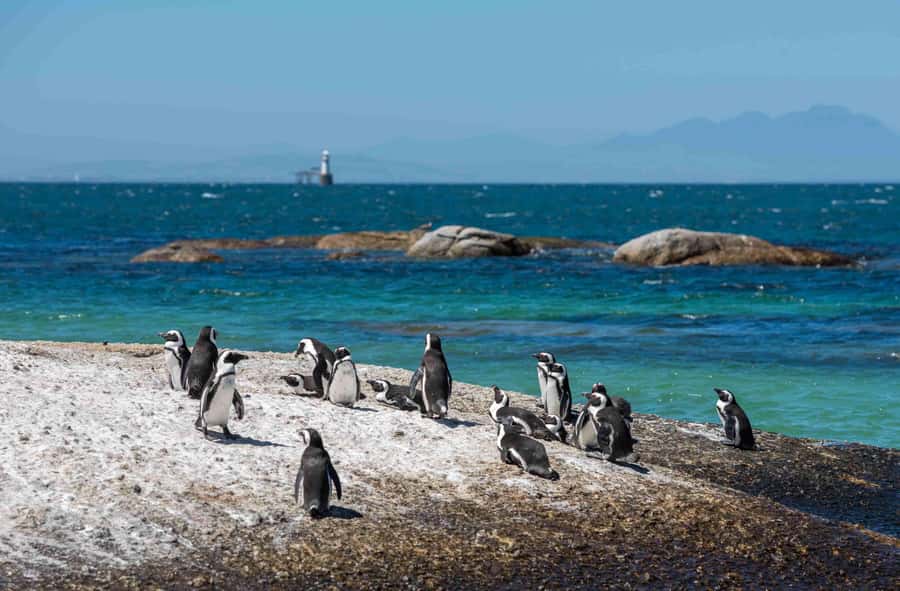 Cape Town: Table Mountain, Cape Point, and Penguins Tour - Cape Point brings rugged scenery and old navigation