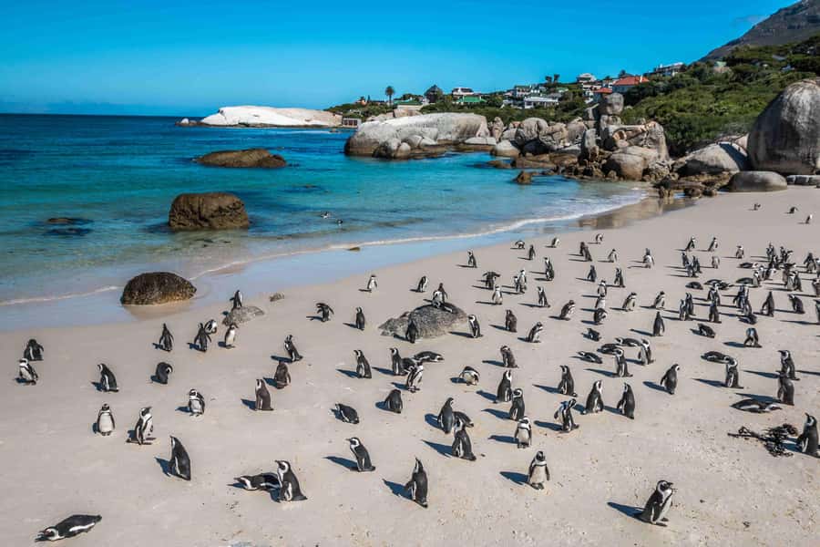 Cape Town: Table Mountain, Cape Point, and Penguins Tour - The guides shape the feel of the day