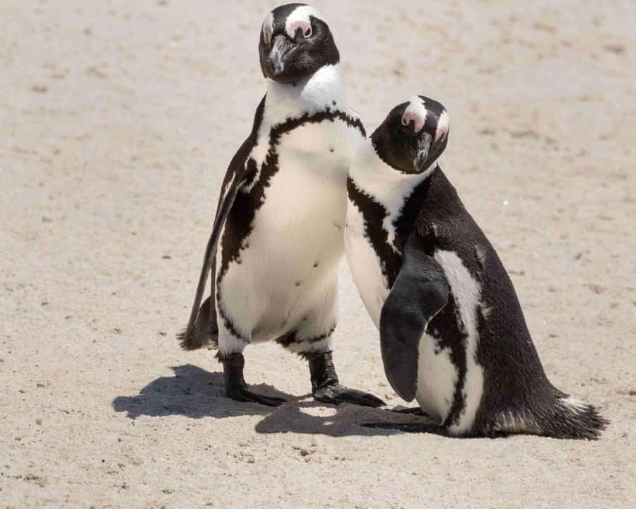 Cape Town: Table Mountain, Cape Point, and Penguins Tour - Time, food, and extra costs need careful planning