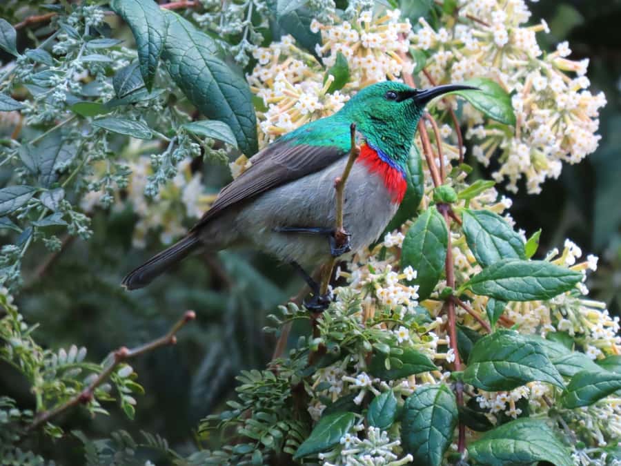 Cape Town: Table Mountain, Kirstenbosch Botanic Garden Tour - Final verdict: book it for variety, not depth