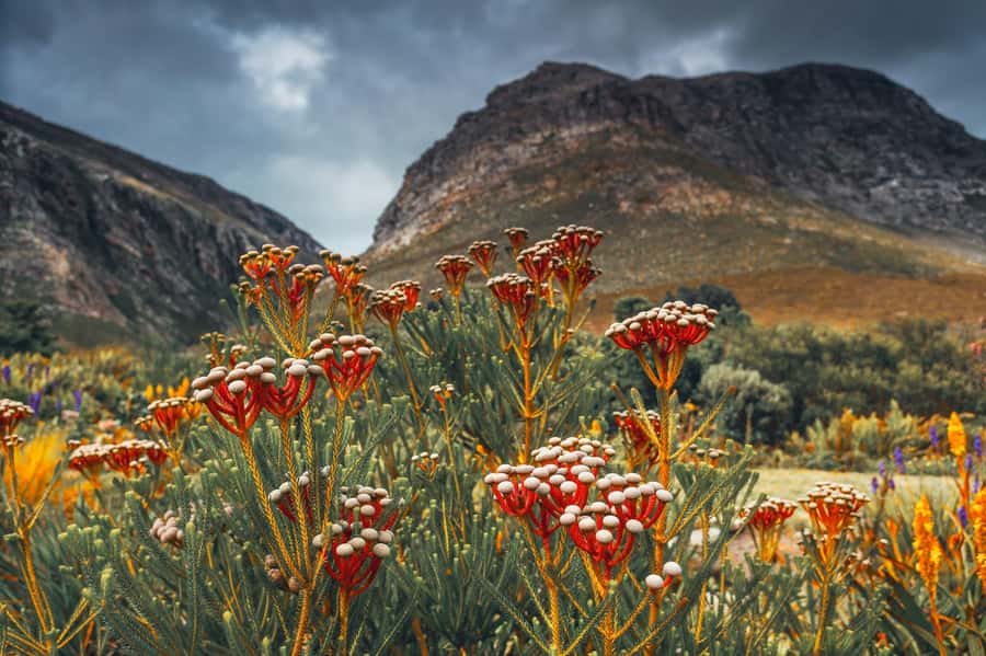 Cape Town: Table Mountain, Kirstenbosch Botanic Garden Tour - The guide can shape the whole morning