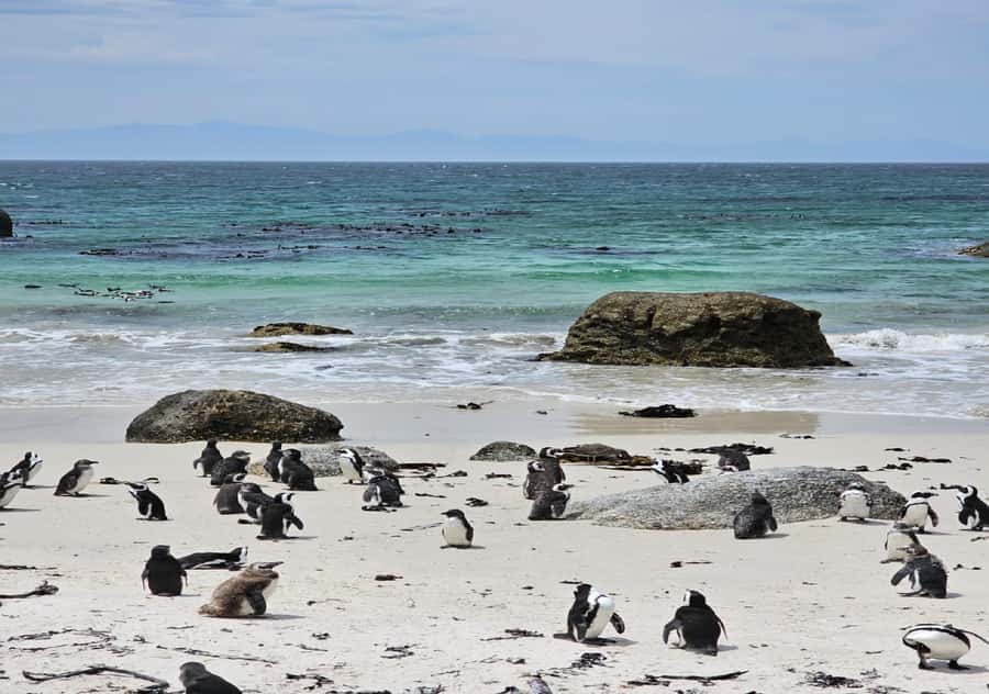 Cape Town Table Mountain Penguins & Cape Point All-inclusive - Why this nine-hour route works