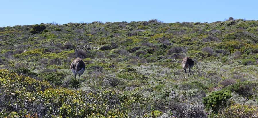 Cape Town: Table Mountain, Penguins & Cape Point Group Tour - Chapmans Peak is the road show