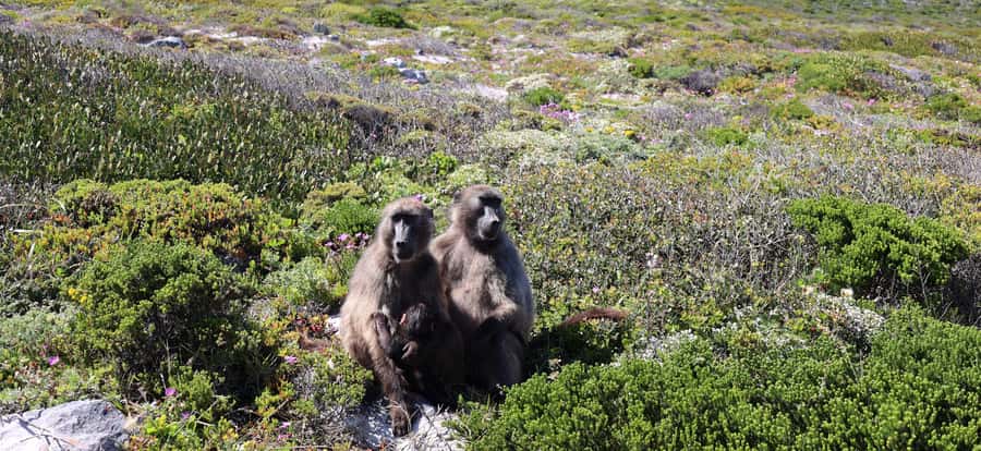 Cape Town: Table Mountain, Penguins & Cape Point Group Tour - Bo-Kaap starts the day with color and character