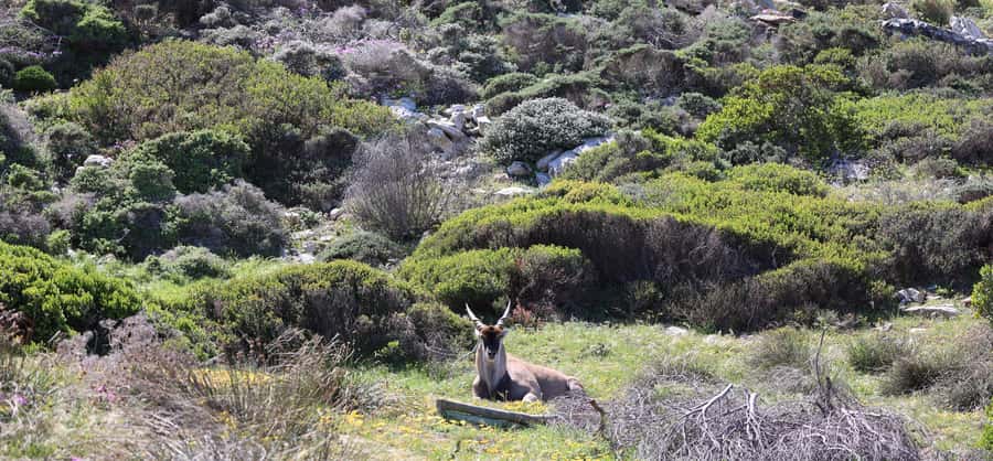 Cape Town: Tour Cape Point & Boulders Beach Penguin Day Trip - Cape Point lighthouse and the funicular choice
