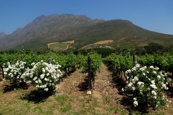 Cape Town Winelands Stellenbosch Private Afternoon Tour - Walking through Stellenbosch’s oldest section