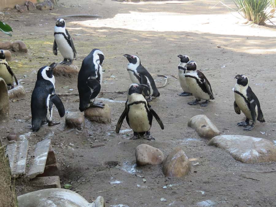Cape Town: World of Birds & Animal Sanctuary - Arriving at 4914 Valley Road in Hout Bay