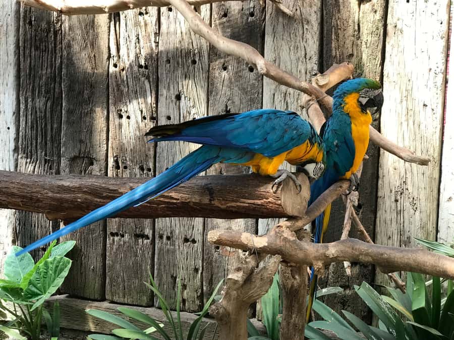 Cape Town: World of Birds & Animal Sanctuary - Meeting the squirrel monkeys in Monkey Jungle